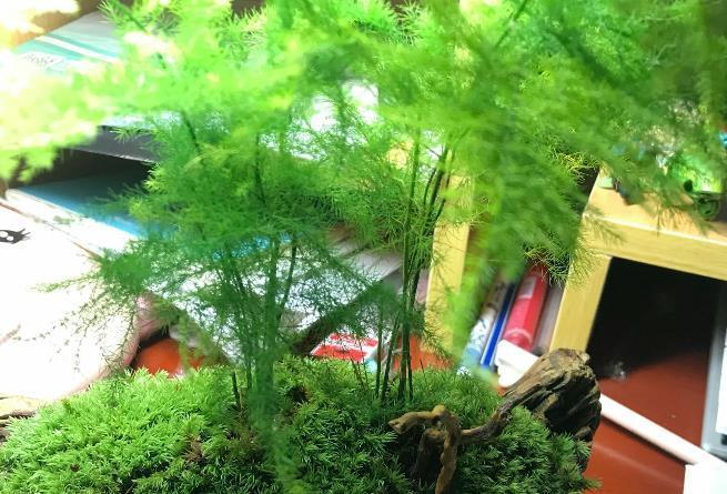 花友们|养文竹，不注意此3点，叶片枯黄，植株没精神、长势见阻