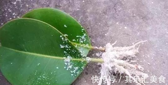 扦插繁殖有技巧，3种扦插非常便捷，生根快成活率高