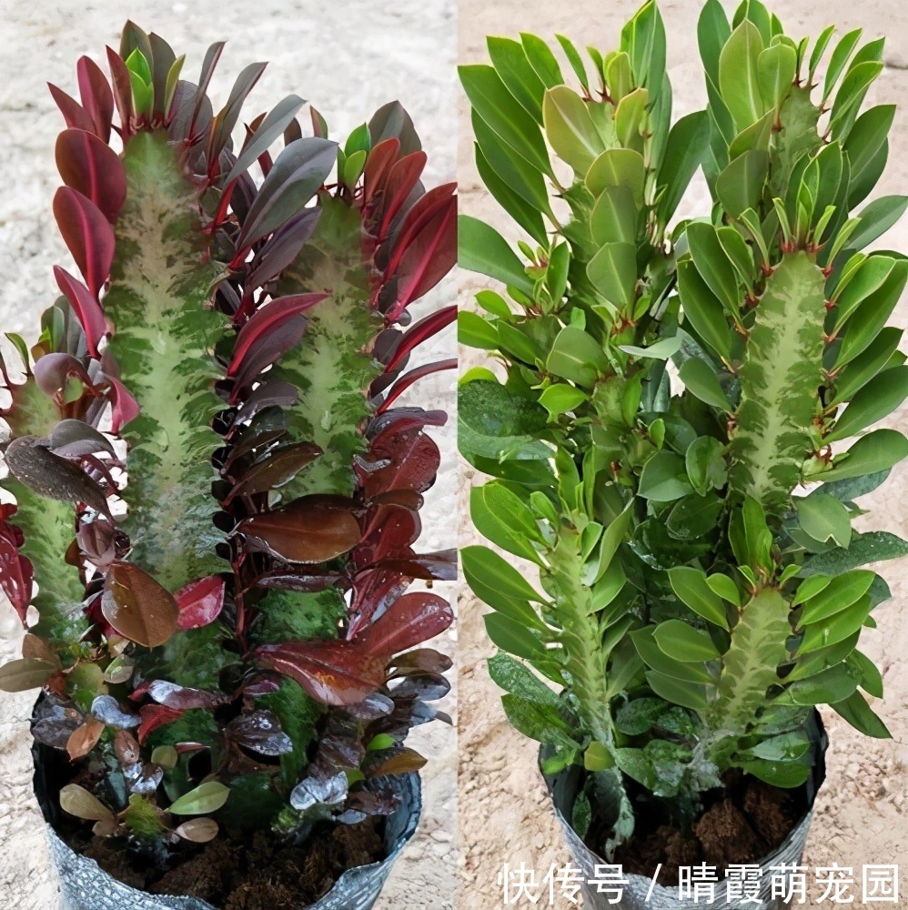 龙骨|5种“丑花”，寓意却大，富贵又威武，再丑也要养一盆