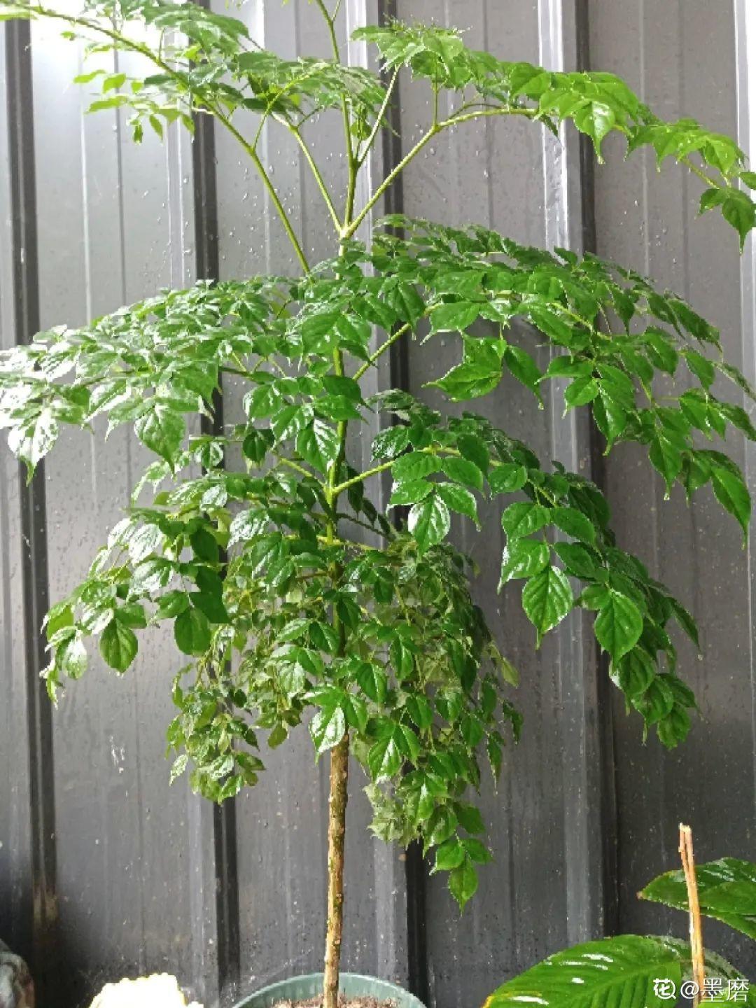 大叶|10种花越高越值钱，能长到2米，大高个霸气镇宅！