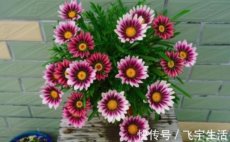 室内养花必备4种“水”，才能不黄叶、不烂根，啥花都敢养！