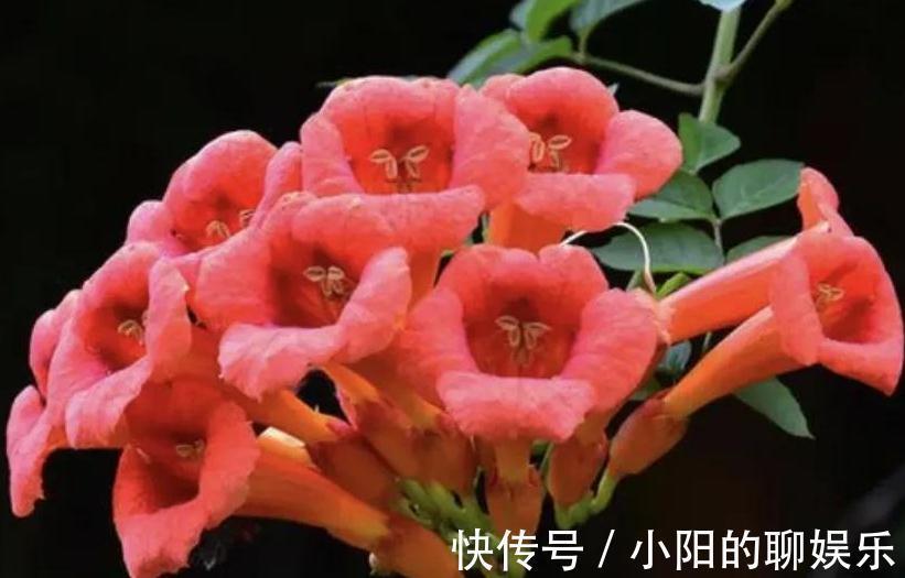 有个院子我只栽4种爬墙花,靠天吃饭就能开满一墙花