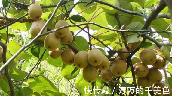 零食|立秋后，每晚當零食吃兩個，美容養顏，防癌降血壓，常吃顯年輕！