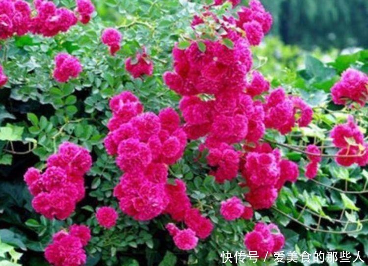 4种福运花,自带福气好养活,随便一养成花海,太美了!