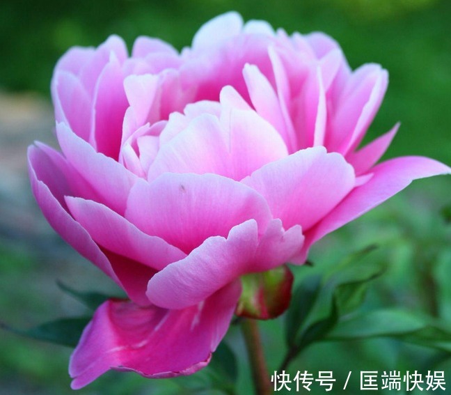 花中之王|此花被誉为“花中之王”,雍容华贵仪态万千,象征着爱情的付出