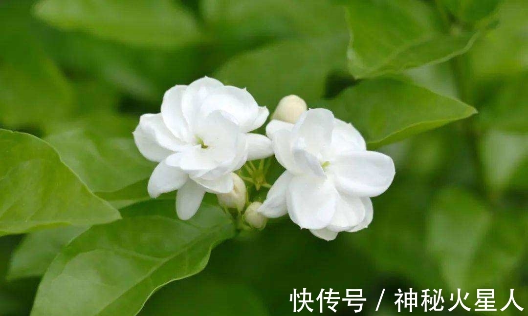 家里养这12种花,每个月开一种花,一整年都有花看