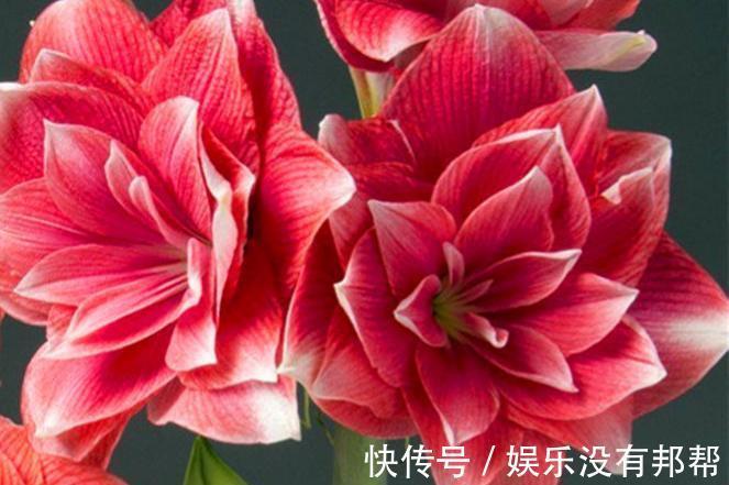 花苞|9月对于养花人来说,是个“幸运月”,6个好消息马上就来