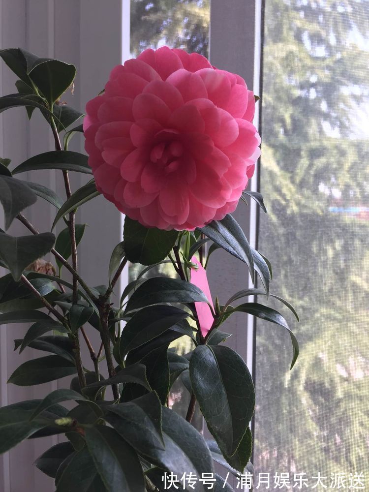 爆盆|喜欢玫瑰，不如试试“高档玫瑰”甜蜜马车，花团锦簇，花开爆盆美