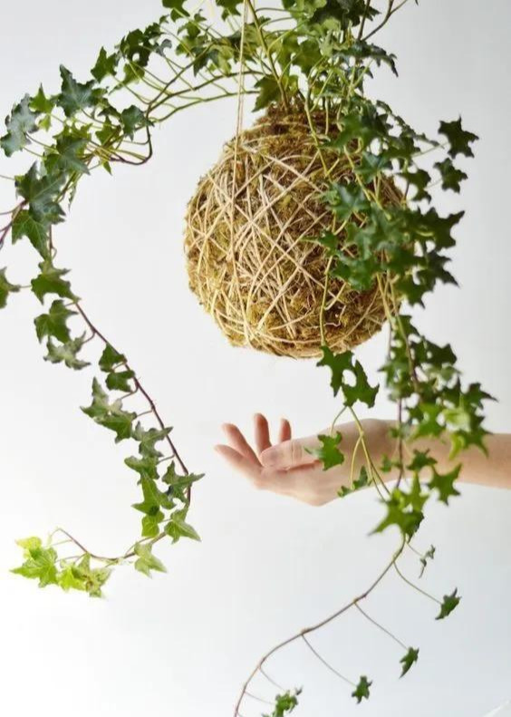 室内绿植种花不用盆,揉一个小球吊起来就让家里美翻
