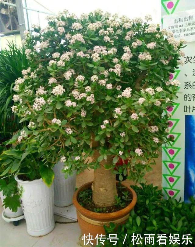 养了十多年的普通花草,竟然都能“开花”,看你家有吗