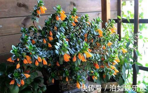 小技巧|它比金边吊兰漂亮,1个修剪小技巧,长势快,开花不断,花繁叶茂