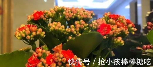 3种花冬天养,忍住“30天”不浇水,反而越养越旺,“窜”满盆!