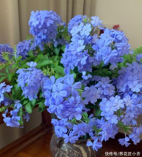 蓝雪花夏季可以多次开花，记住“3大”，就能快速复花