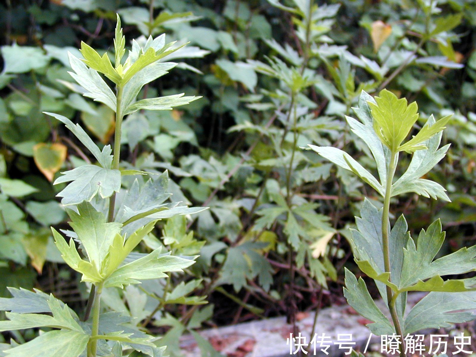 扶阳第一药|这味中药被誉为“扶阳第一药”,虽然毒性大,但作用却很神奇