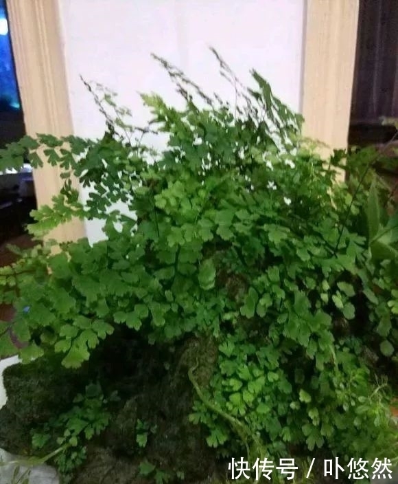 天生“体阴”的6种花,晒太阳易黄叶,阴一点反而长得绿油油!