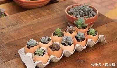 塑料瓶|家里的小东西都能用来养花，看看家里啥没扔