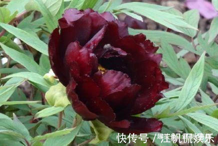 初乌|喜欢牡丹,就养盆“黑色牡丹”初乌,花色浓艳,雍容华贵!