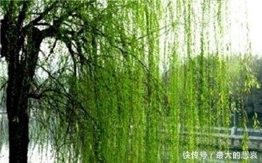 这十首咏柳诗,都是名家经典,记不住也要读一遍
