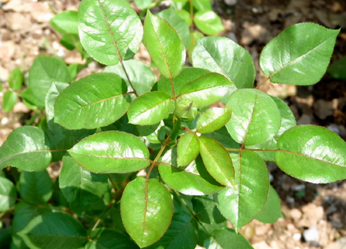 土壤|养花最“坑人”的妙招,老花匠都不敢用,养花新手一定别尝试