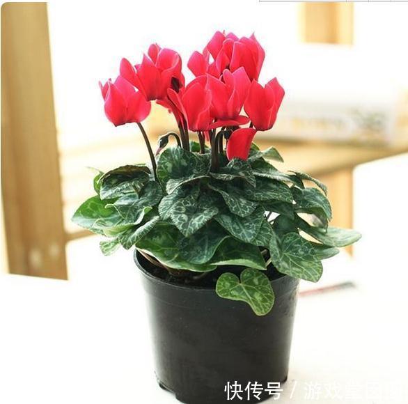 别再乱买花了，这8种花一年开几次，易养活还开花爆盘