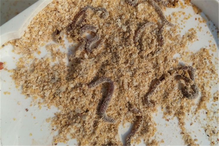 野生大鲫鱼，最怕遇上的几种饵料，控制不住嘴，忍不住想吃！