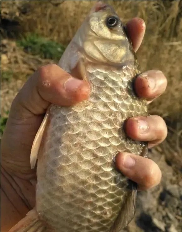 都说冬天要钓深水,为啥你钓深水却经常空军?问题就出在这4点上!