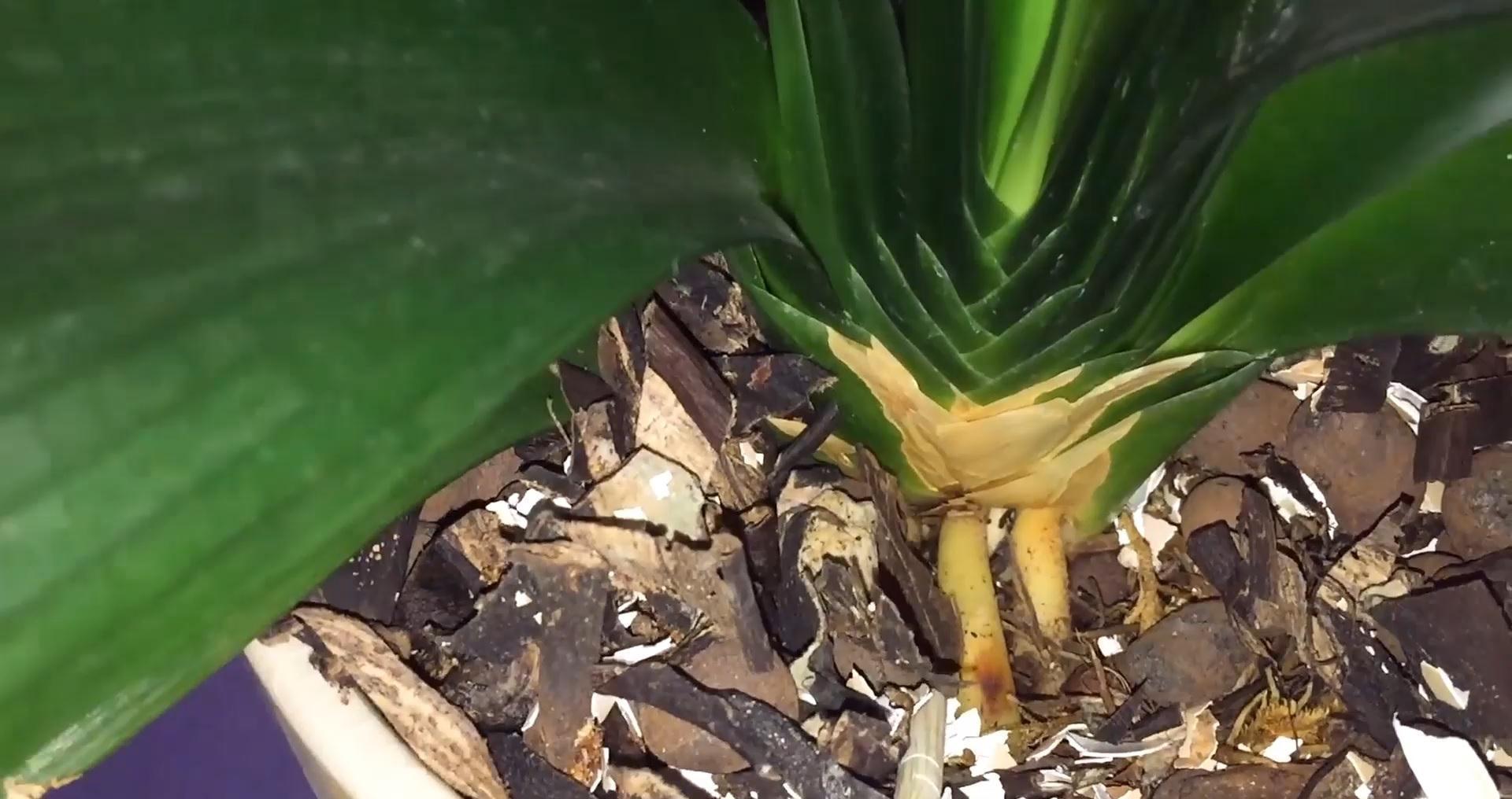 浇水|家养君子兰最简单的配土、施肥方法,不会烂根、好养