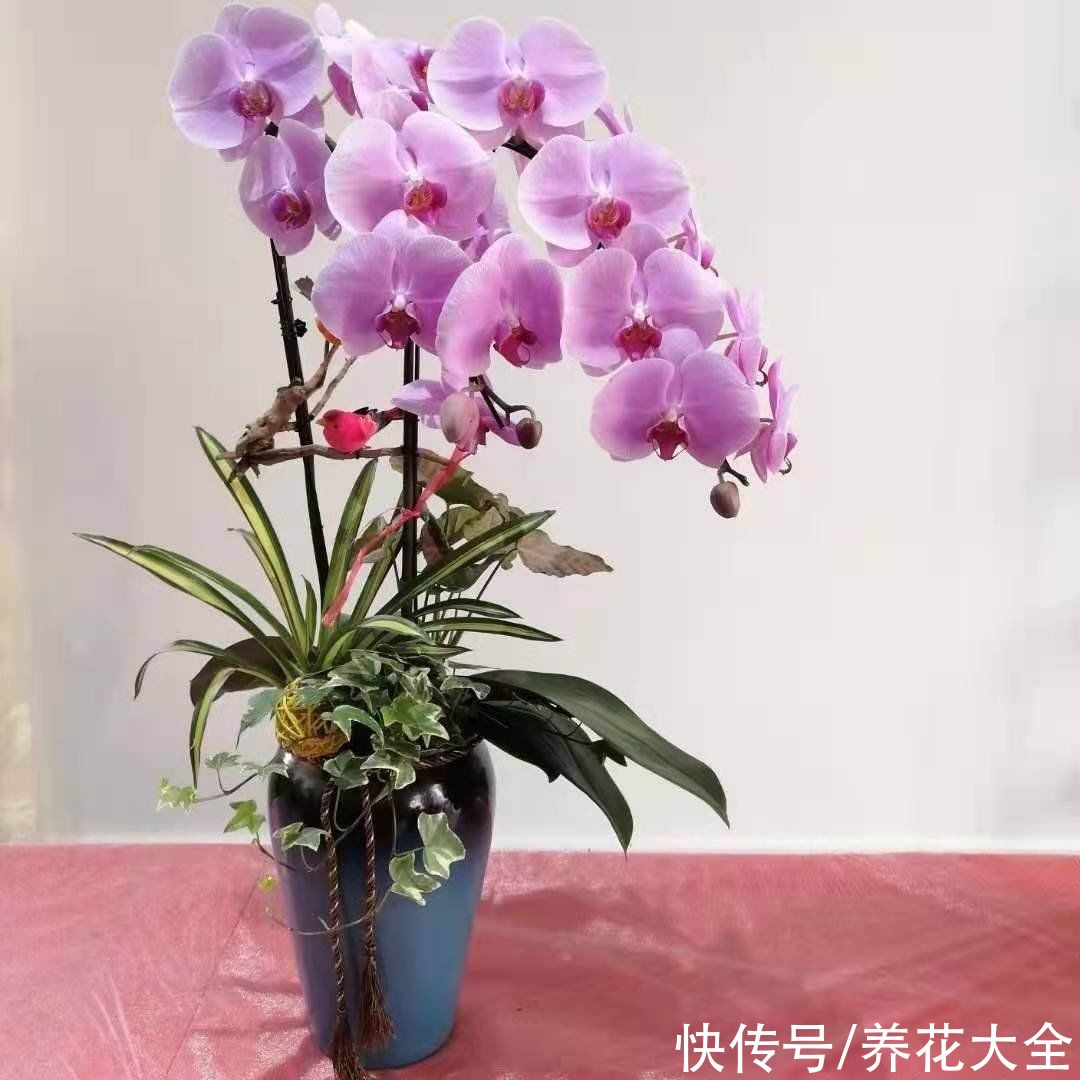 特难养的年宵花,看着是好看,买回家就是冤大头,很快就养死