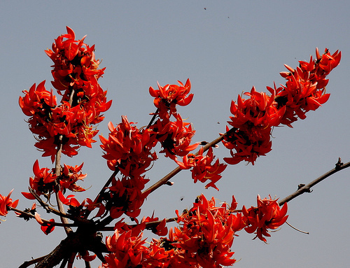 酉阳|为什么纪晓岚说《酉阳杂俎》诡怪不经、荒渺无稽