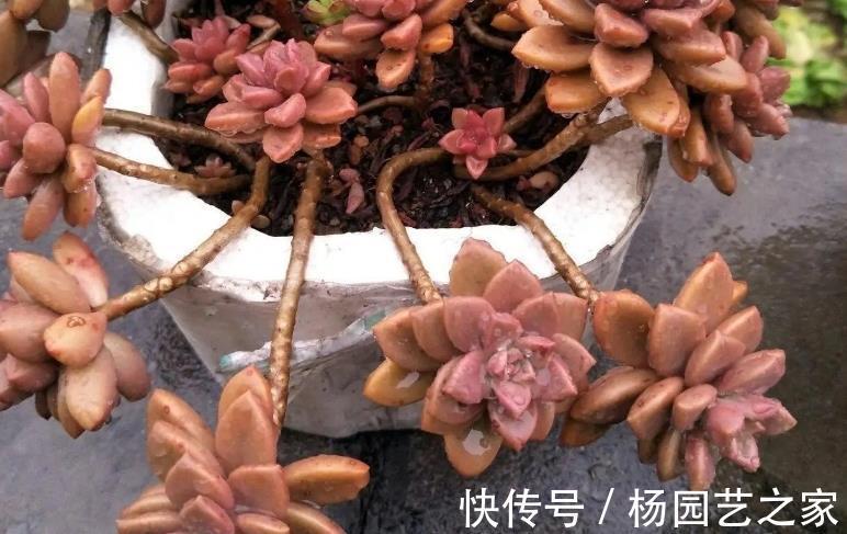 鹿角海棠|普货多肉不普通，选这3样盆栽成老桩，比贵货还受人欢迎