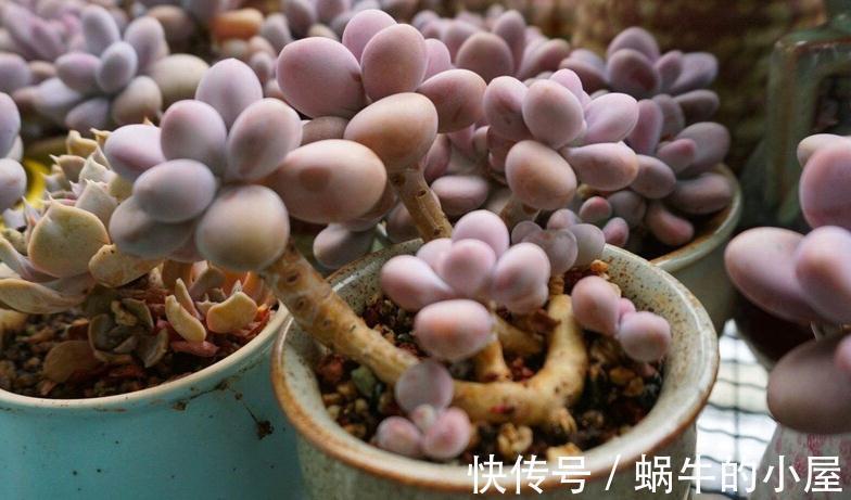 多肉品种何其多,唯有桃蛋是最爱