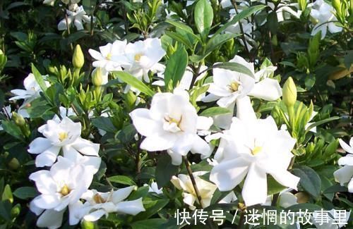 花卉|养花就用一种果皮,直接扔盆里,新芽蹭蹭冒,四季不黄叶