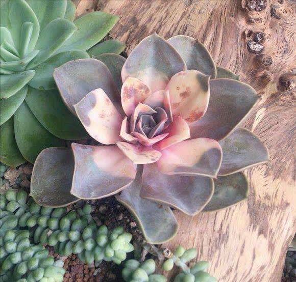 4类“坑人花”,漂亮却活不长,新手“别上当”,买了养不活