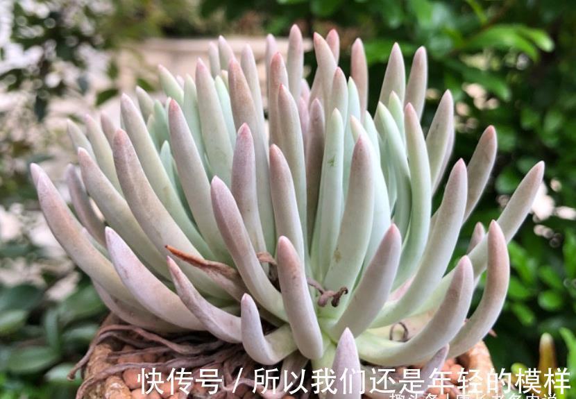 休眠|多肉爱杜丽丝好不好度夏？如果你像我这样养的话，那度夏自然不难