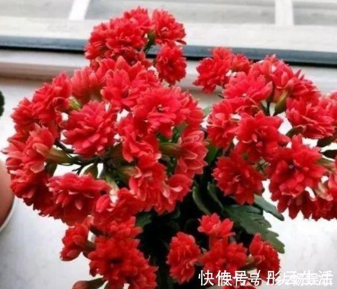 有钱人都养4种花,招财纳福,顺风顺水,养在阳台邻居都羡慕