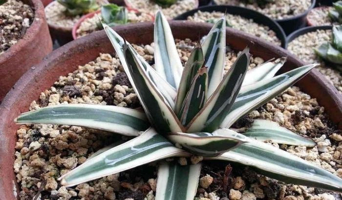 漫谈|漫谈墨西哥龙舌兰的传说和历史,了解多肉植物的神奇世界