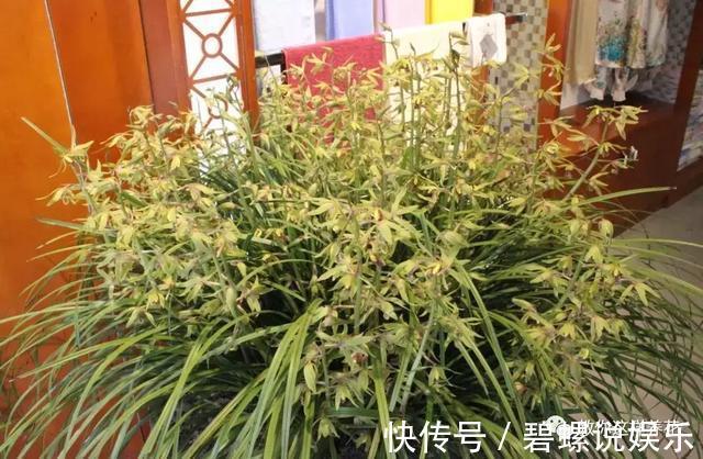 花花|20年的兰花,100年的仙人掌长什么样开眼了!