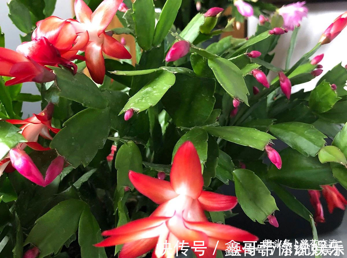 花苞|养盆栽蟹爪兰掌握10点就足够,看完就知道为啥叶子干瘪、不开花