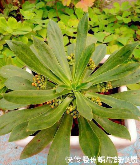 这一种花，四季开花持续不断，放一盆家里还驱蚊，漂亮又好养！