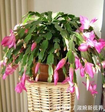 时间点|扦插蟹爪兰，掐准“时间点”，根系嗖嗖窜，养出“杠杠厚”好叶片