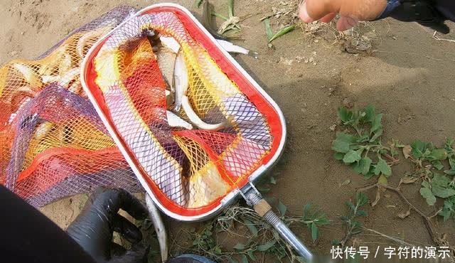 子线|浅滩、走水、刮大风,双活铅速钓潮白河