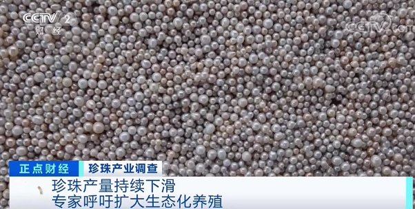 珍珠蚌|“新晋网红”来了,这个产业火了