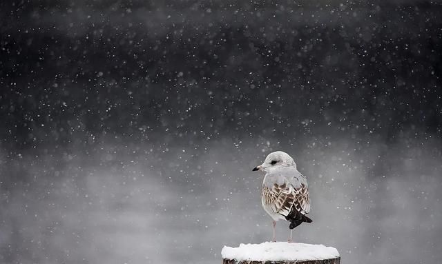 来临|今日冬至丨隆冬来临
