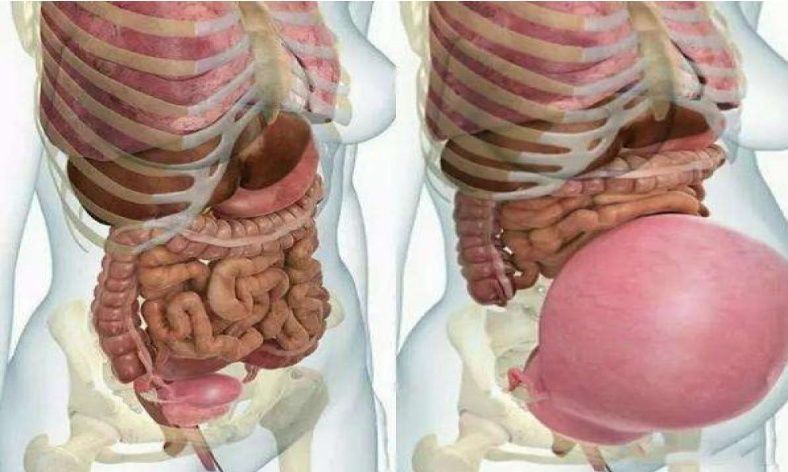 孕妇的“肚量”有多大一张图告诉你答案孕妇的内脏都被挤没了