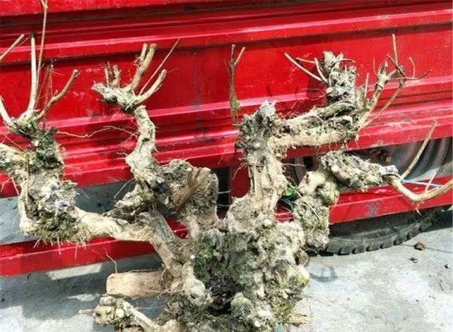 田埂|老农当柴烧的田埂“黄荆桩”,游客花50元买下,做成盆景真美