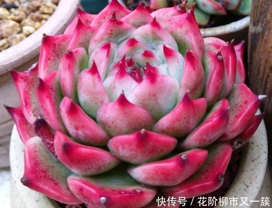 底叶|多肉底叶干枯,该不该摘掉看看老花农如何解决