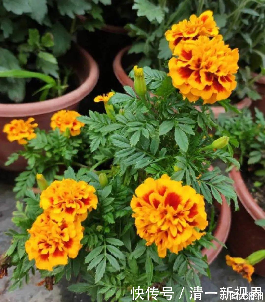 7种花插土里，立马长满院子，蚊虫不敢靠近！
