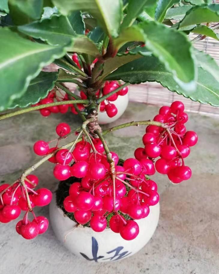 “年味十足”的11种花,颜值高寓意好,想买要趁早,晚了会涨价