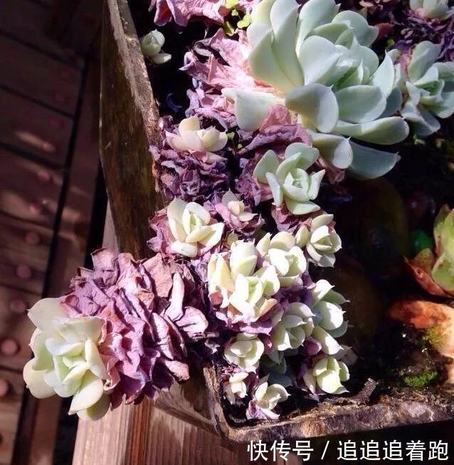 老干妈瓶养多肉，不用土只用水，叶子疯狂吸水3天变胖！