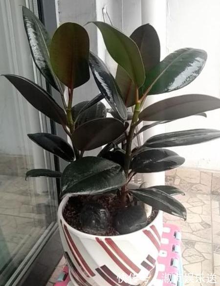 叶片|这东西“家家有”，给橡皮树埋花盆里，橡皮树疯长，叶片大又亮